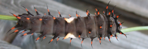 Ornithoptera priamus macalpinei - Final Larvae